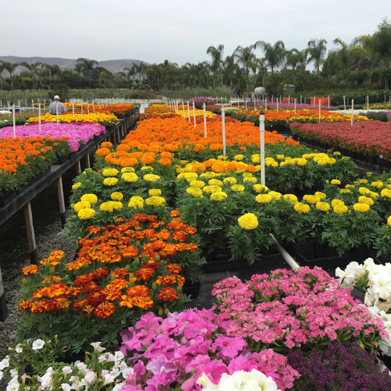 Large plot of assorted flowers